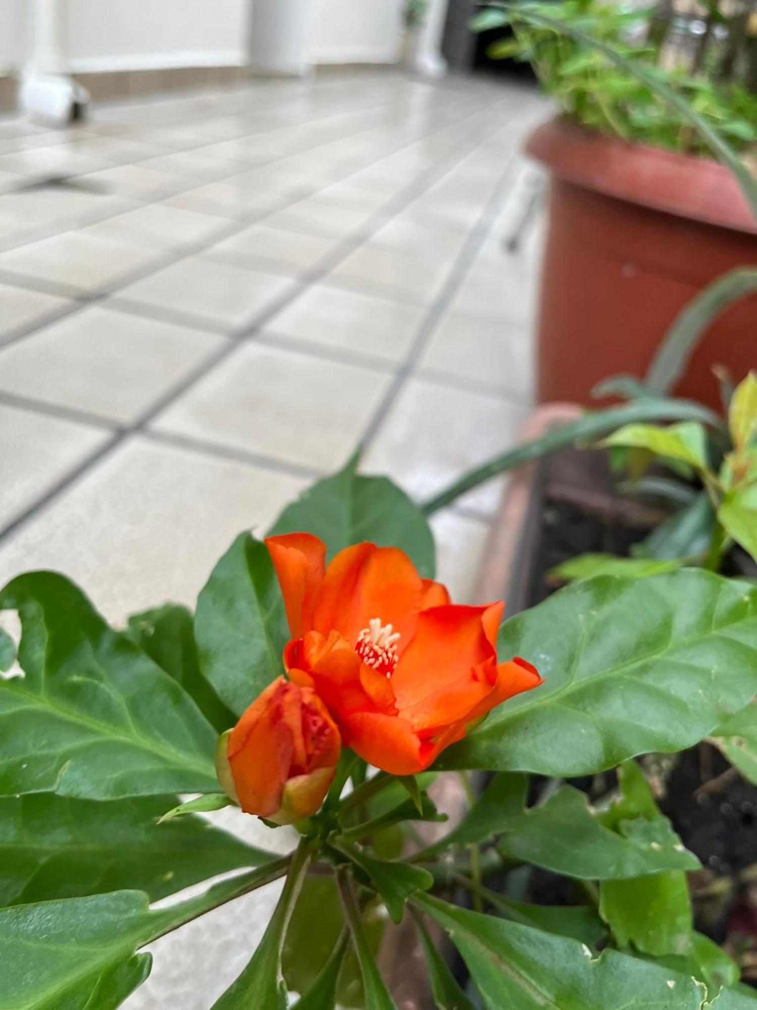 Aldeia Hostel Манаус Екстер'єр фото